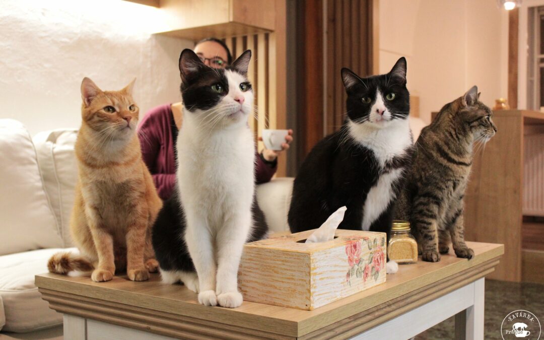 Kavárna Kočičí Praha (Cat Café Prague)